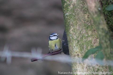 Blue Tit Parlick Hill,
Lancashire,
21/01/2015 Blue Tit,Chaffinch,Cyanistes caeruleus