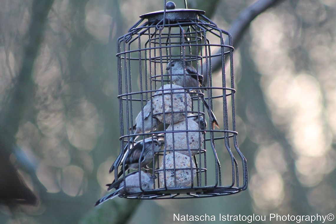 5 Long Tailed Tits Hauxley Nature Reserve,<br />
Northumberland,<br />
24/01/2014 Aegithalos caudatus,Long Tailed Tit,Long-tailed tit