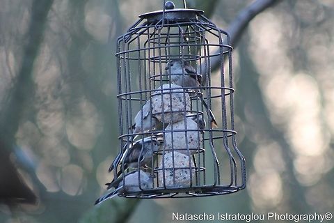 5 Long Tailed Tits Hauxley Nature Reserve,
Northumberland,
24/01/2014 Aegithalos caudatus,Long Tailed Tit,Long-tailed tit