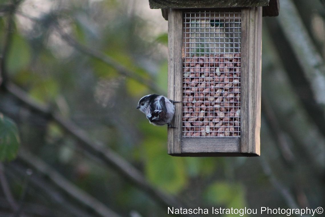 Long Tailed Tit Hauxley Nature Reserve,<br />
Northumberland,<br />
24/01/2014 Aegithalos caudatus,Long Tailed Tit,Long-tailed tit