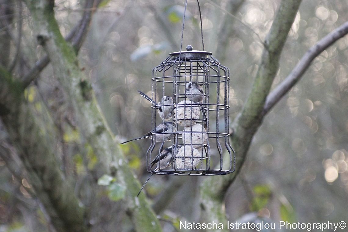 4 Long Tailed Tits Hauxley Nature Reserve,<br />
Northumberland,<br />
24/01/2014 Aegithalos caudatus,Long Tailed Tit,Long-tailed tit