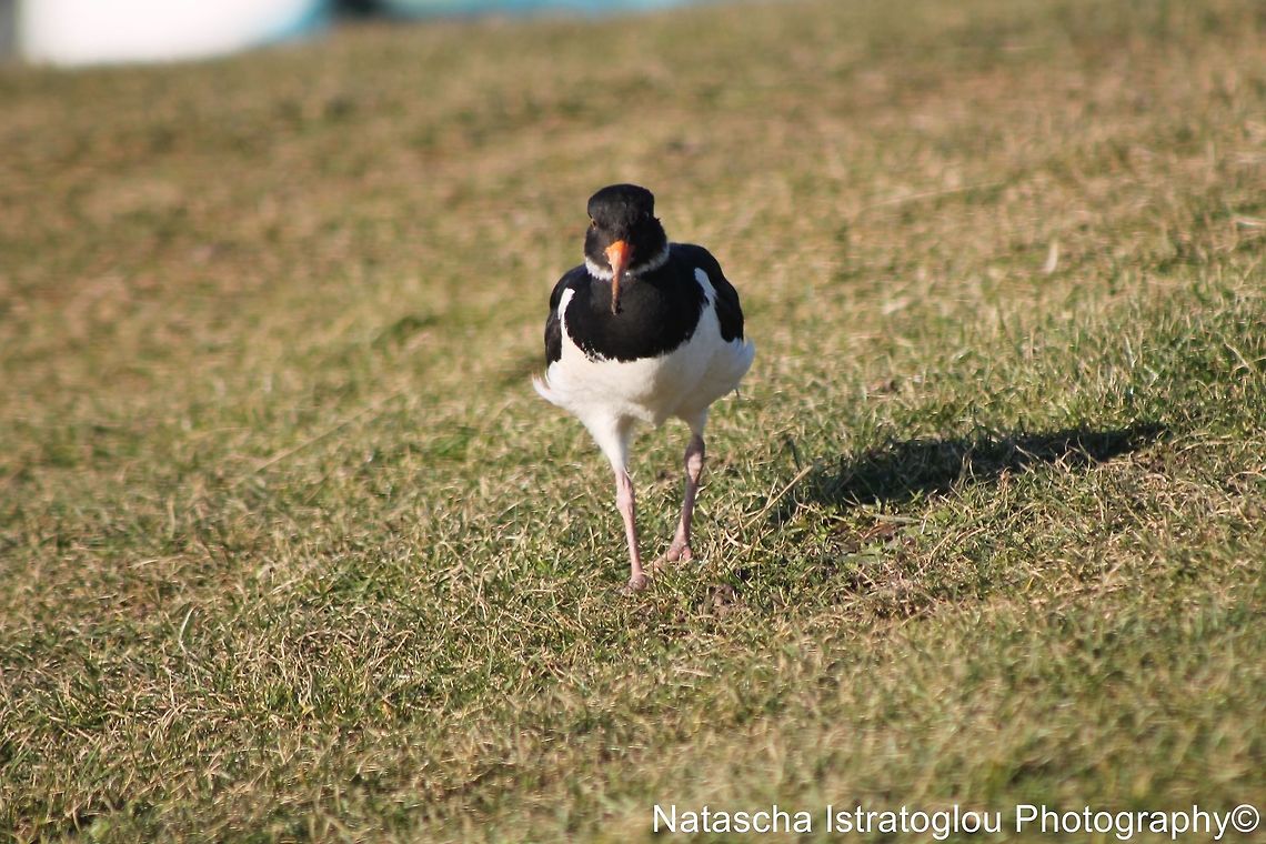 Oyster Catcher Lytham St. Annes,<br />
Lancashire,<br />
03/02/2014 Eurasian oystercatcher,Haematopus ostralegus,Oyster Catcher