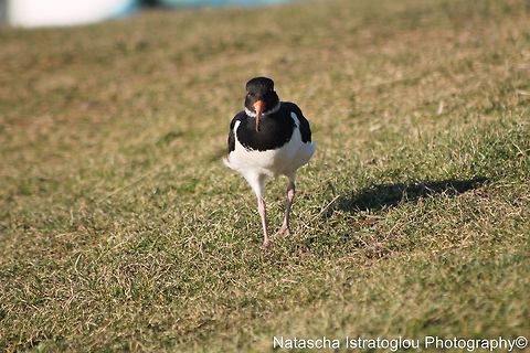 Oyster Catcher Lytham St. Annes,
Lancashire,
03/02/2014 Eurasian oystercatcher,Haematopus ostralegus,Oyster Catcher