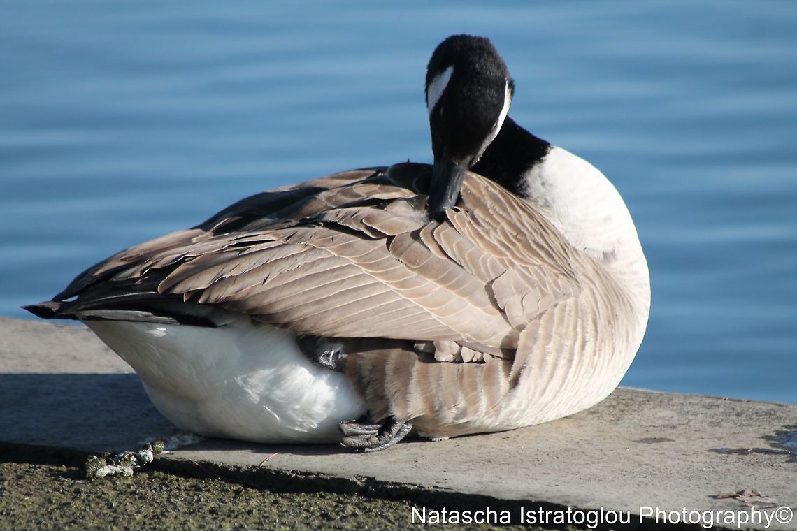 Canada Goose Lytham St. Annes,<br />
Lancashire,<br />
03/02/2014 Branta canadensis,Canada Goose,Canada goose