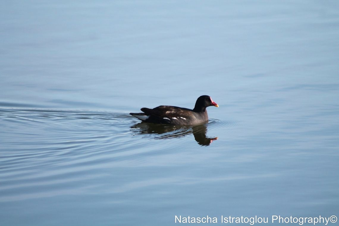 Moorhen Lytham St. Annes,<br />
Lancashire,<br />
03/02/2014 Common Moorhen,Gallinula chloropus