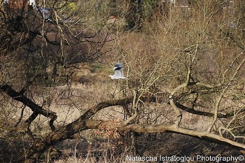 Grey Heron Haslam Park,
Preston,
31/01/2015 Ardea cinerea,Grey Heron,grey heron