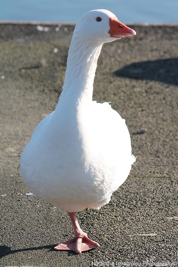 Goose Lytham St. Annes,<br />
Lancashire,<br />
03/02/2014 Anser anser domesticus,Domestic goose,Goose
