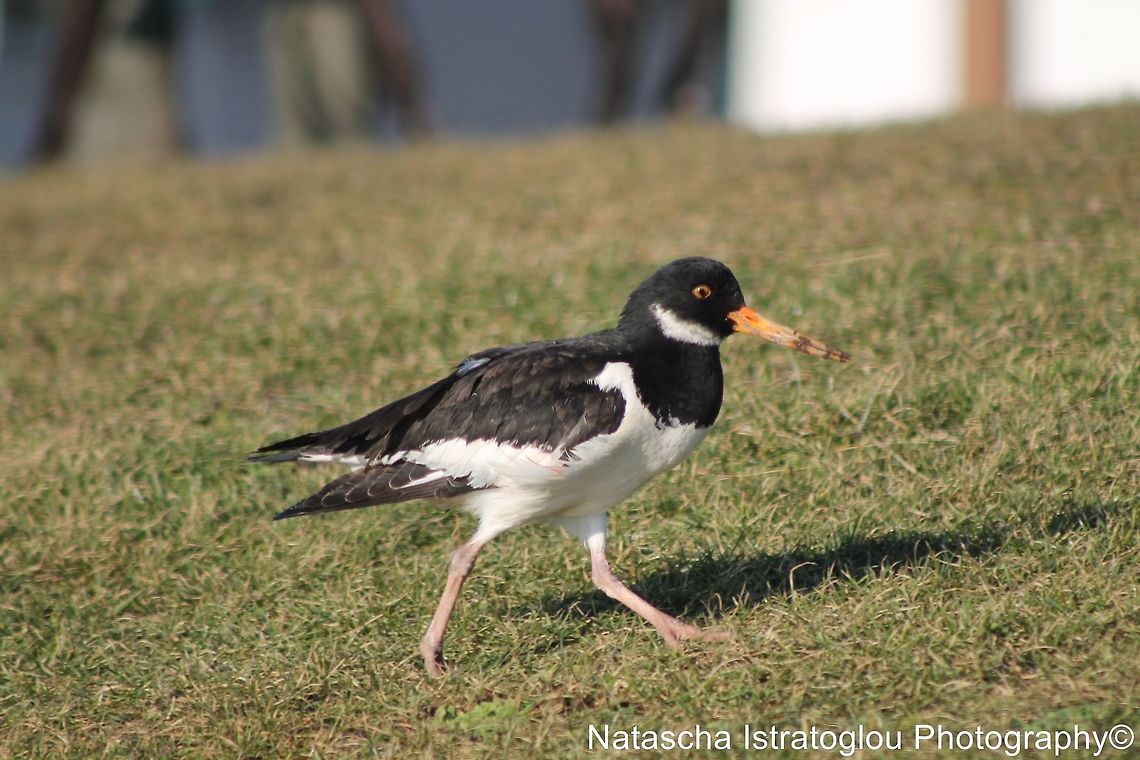 Oyster Catcher Lytham St. Annes,<br />
Lancashire,<br />
03/02/2014 Eurasian oystercatcher,Haematopus ostralegus,Oyster Catcher