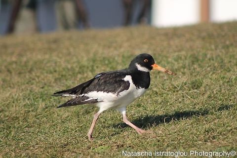 Oyster Catcher Lytham St. Annes,
Lancashire,
03/02/2014 Eurasian oystercatcher,Haematopus ostralegus,Oyster Catcher