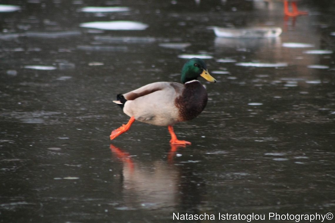 Mallard Skating on the Ice Haslam Park,<br />
Preston,<br />
04/02/2015 Anas platyrhynchos,Mallard