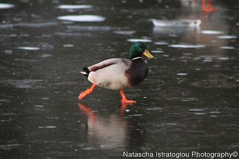 Mallard Skating on the Ice Haslam Park,
Preston,
04/02/2015 Anas platyrhynchos,Mallard