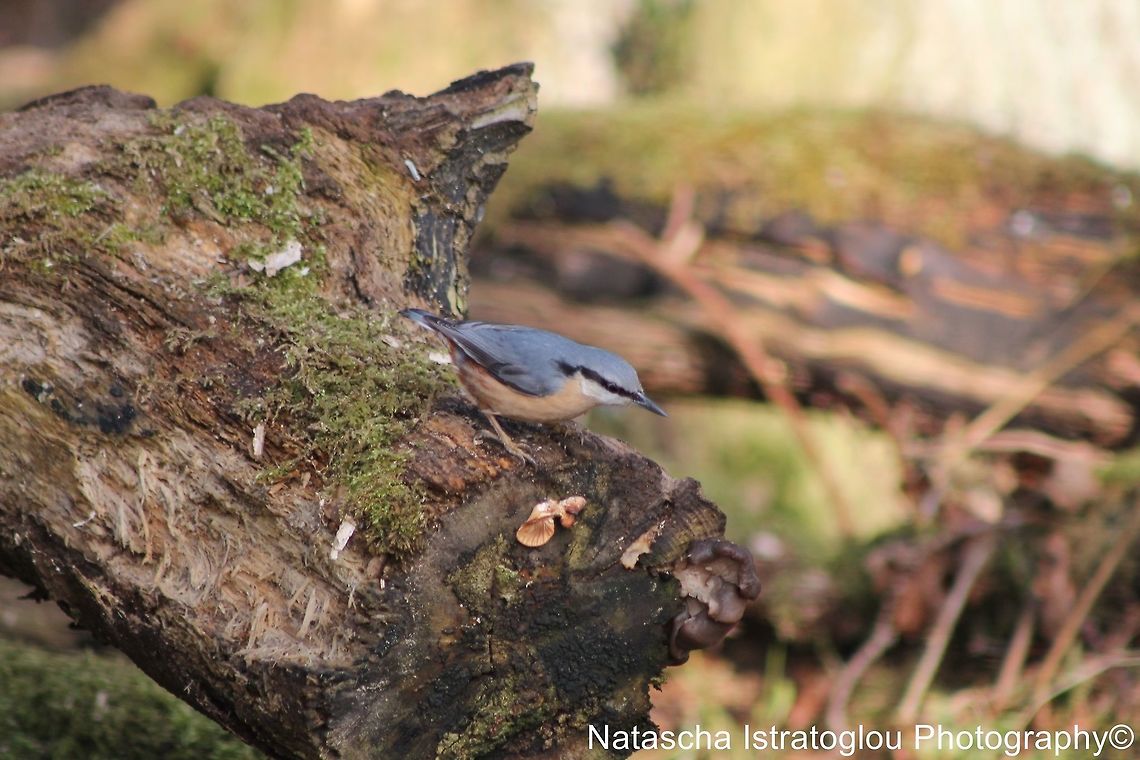 Nuthatch Brockholes Nature Reserve,<br />
Preston,<br />
07/02/2015 Eurasian Nuthatch,Sitta europaea,nuthatch
