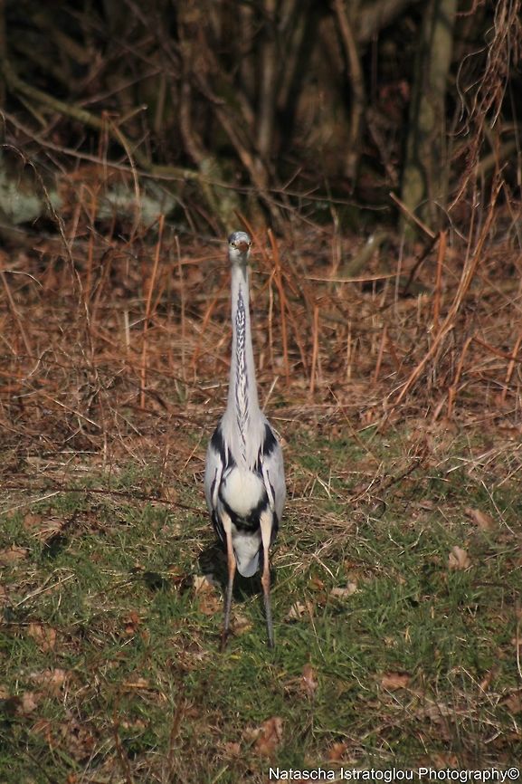 Grey Heron Brockholes Nature Reserve,<br />
Preston,<br />
07/02/2015 Ardea cinerea,Grey Heron,grey heron