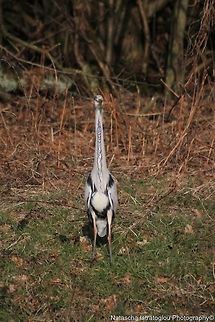 Grey Heron Brockholes Nature Reserve,
Preston,
07/02/2015 Ardea cinerea,Grey Heron,grey heron