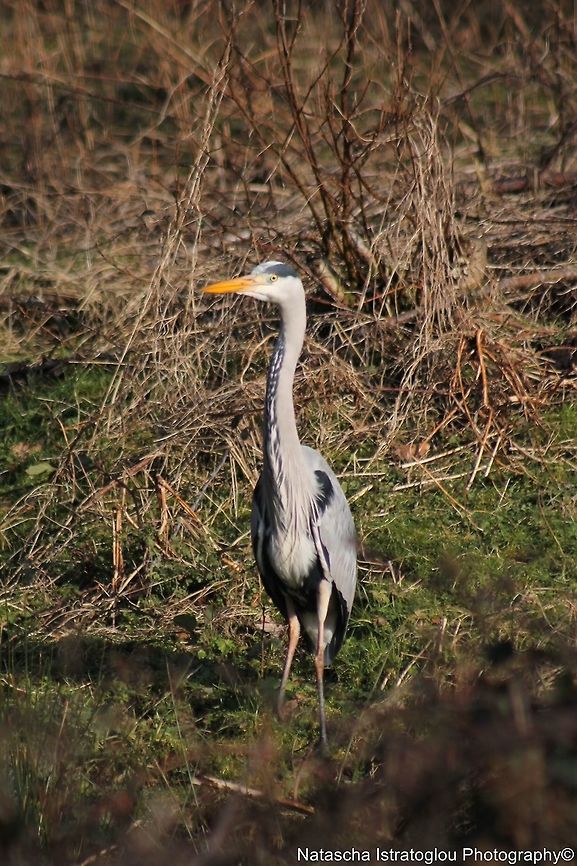 Grey Heron Brockholes Nature Reserve,<br />
Preston,<br />
07/02/2015 Ardea cinerea,Grey Heron,grey heron