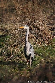 Grey Heron Brockholes Nature Reserve,
Preston,
07/02/2015 Ardea cinerea,Grey Heron,grey heron