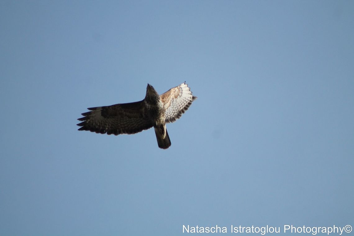 Buzzard Brockholes Nature Reserve,<br />
Preston,<br />
07/02/2015 Buteo buteo,Common buzzard,common buzzard