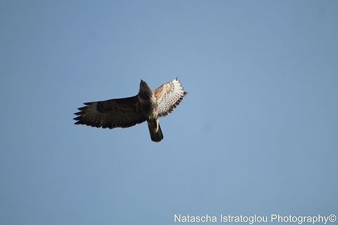 Buzzard Brockholes Nature Reserve,
Preston,
07/02/2015 Buteo buteo,Common buzzard,common buzzard
