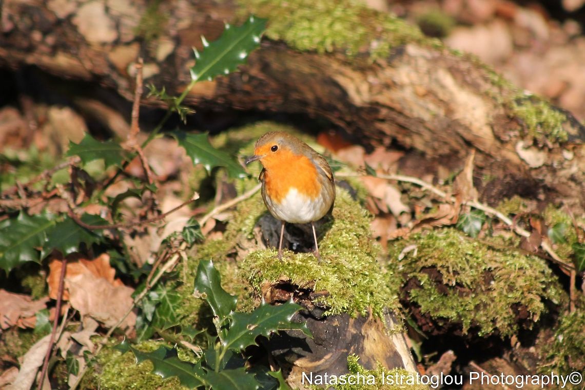 Robin Brockholes Nature Reserve,<br />
Preston,<br />
07/02/2015 Erithacus rubecula,European Robin,Robin