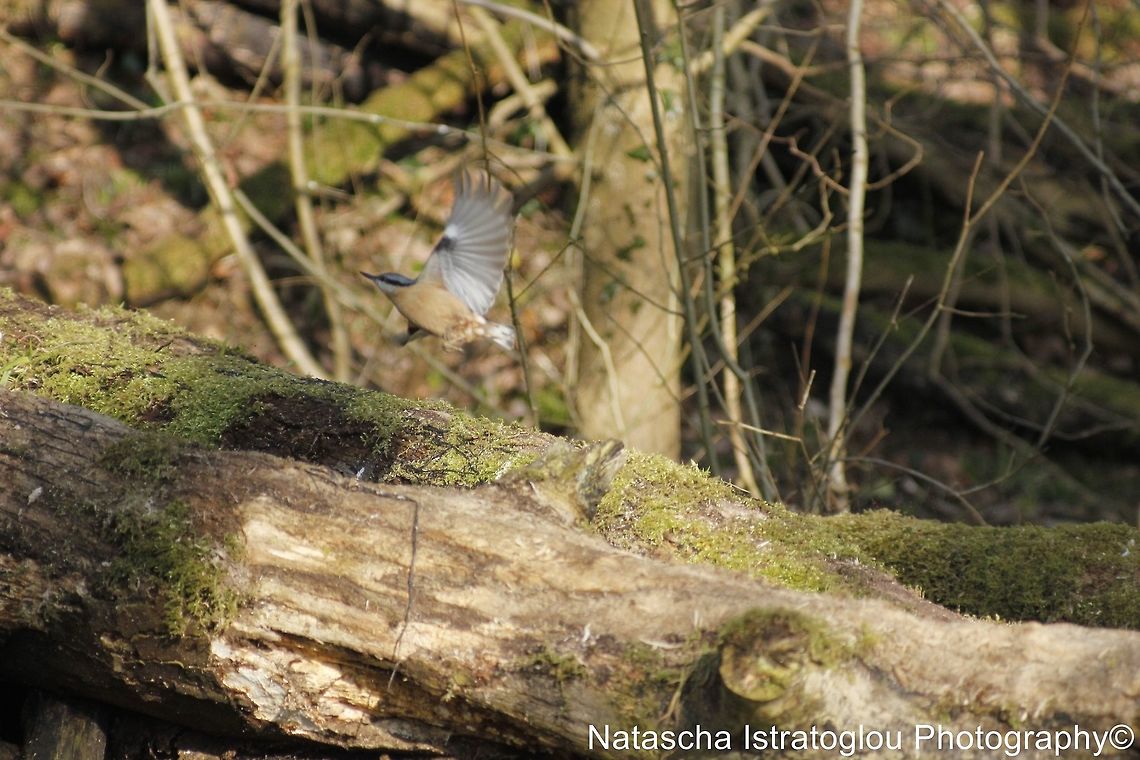 Nuthatch Brockholes Nature Reserve,<br />
Preston,<br />
07/02/2015 Eurasian Nuthatch,Sitta europaea,nuthatch