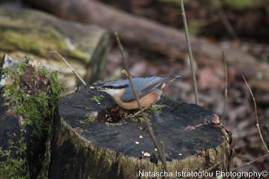 Nuthatch Brockholes Nature Reserve,<br />
Preston,<br />
07/02/2015 Eurasian Nuthatch,Sitta europaea,nuthatch