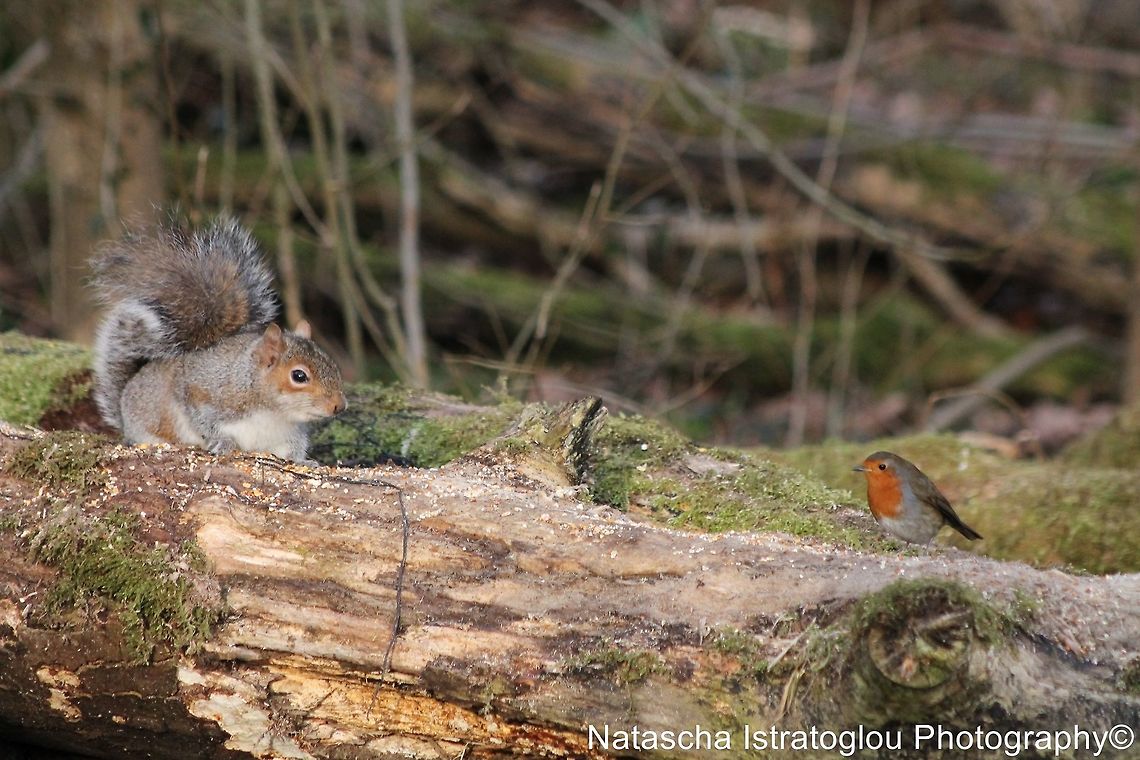Grey Squirrel and Robin Brockholes Nature Reserve,<br />
Preston,<br />
07/02/2015 Erithacus rubecula,European Robin,Grey squirrel,Robin