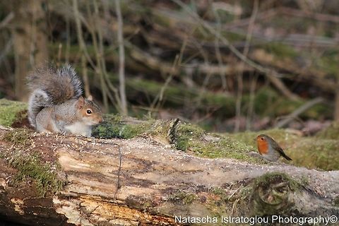 Grey Squirrel and Robin Brockholes Nature Reserve,
Preston,
07/02/2015 Erithacus rubecula,European Robin,Grey squirrel,Robin