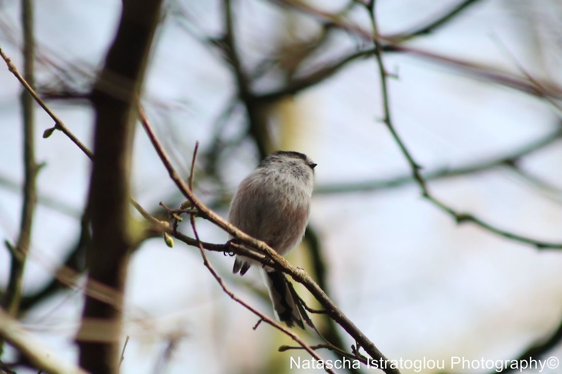 Long Tailed Tit Longton Brickcroft Nature Reserve,<br />
Lancashire,<br />
23/02/2015 Aegithalos caudatus,Long Tailed Tit,Long-tailed tit