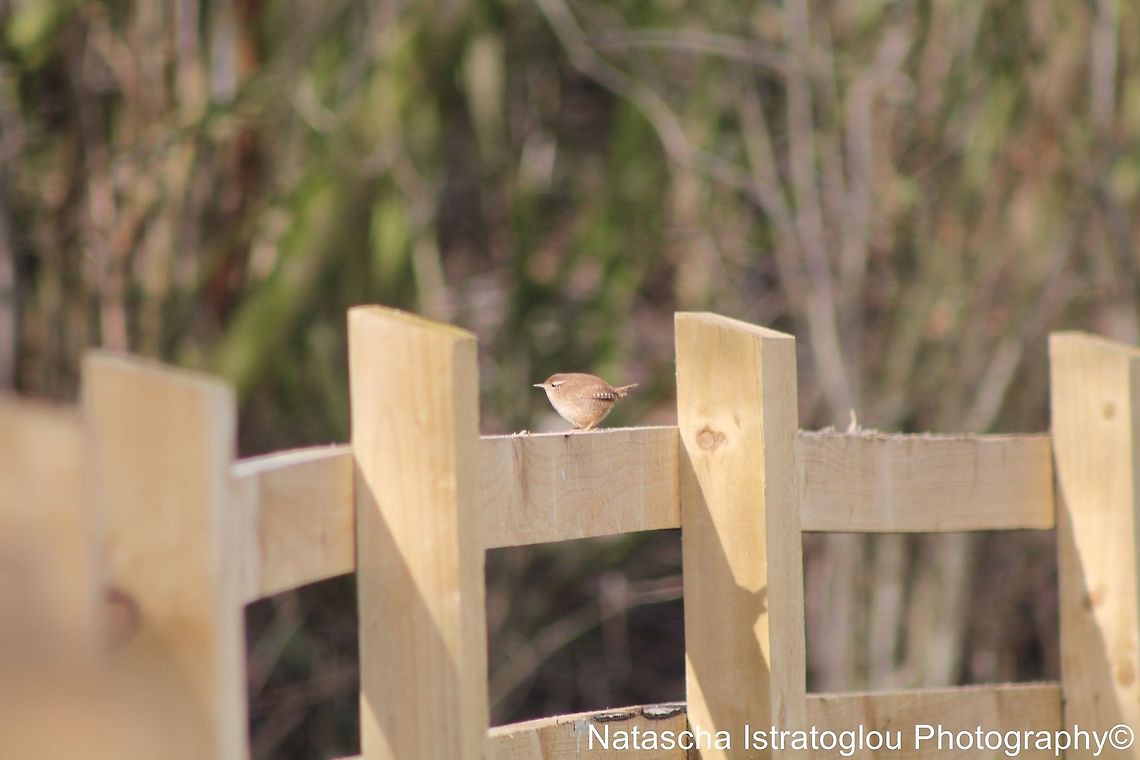 Wren Longton Brickcroft Nature Reserve,<br />
Lancashire,<br />
23/02/2015 Eurasian Wren,Troglodytes troglodytes,wren