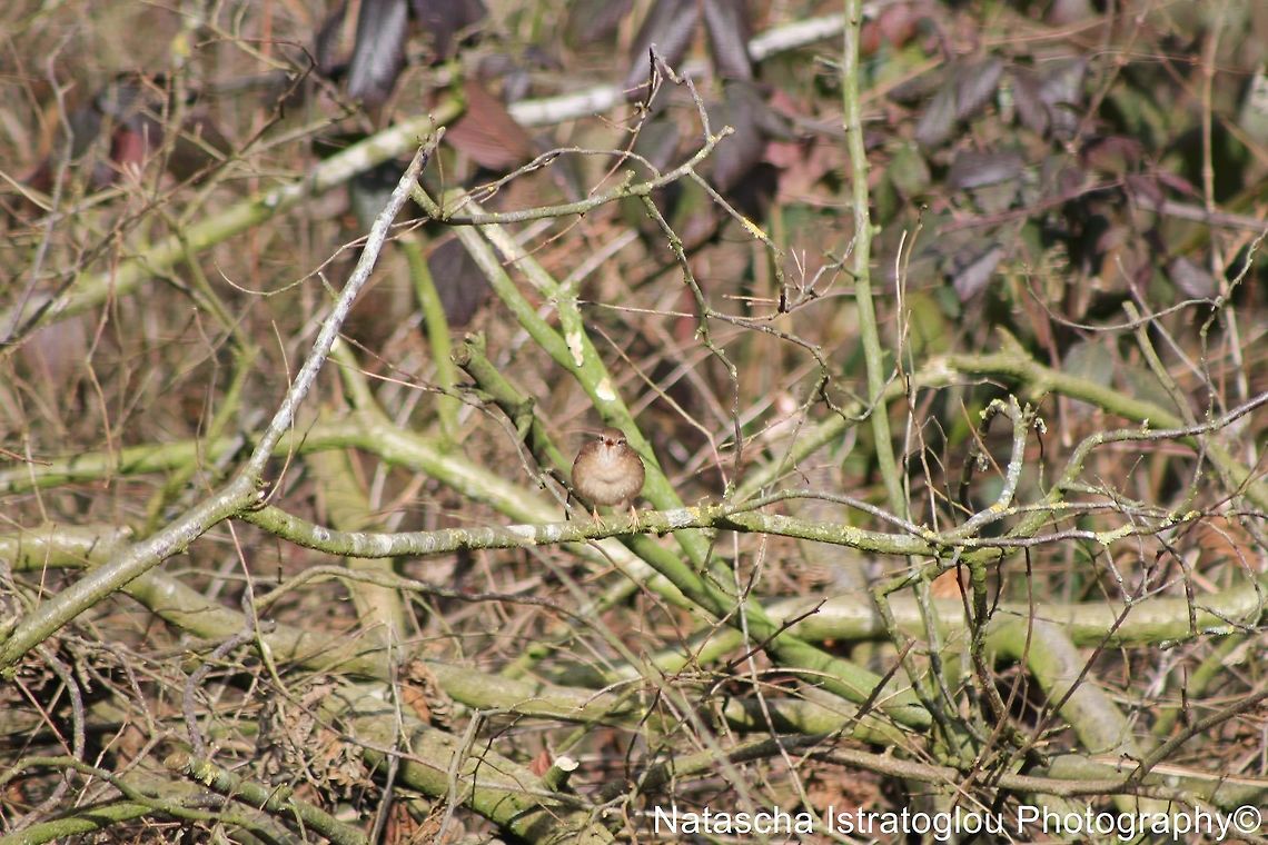 Wren Singing Longton Brickcroft Nature Reserve,<br />
Lancashire,<br />
23/02/2015 Eurasian Wren,Troglodytes troglodytes,wren