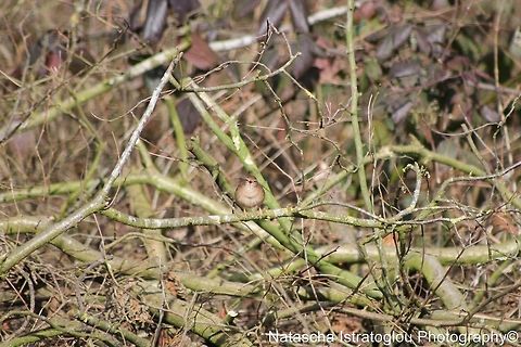 Wren Singing Longton Brickcroft Nature Reserve,
Lancashire,
23/02/2015 Eurasian Wren,Troglodytes troglodytes,wren