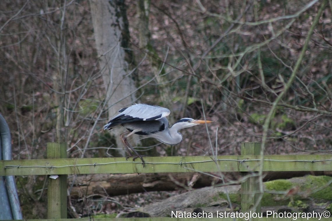 Grey Heron Brockholes Nature Reserve,<br />
Preston,<br />
07/02/2015 Ardea cinerea,Grey Heron,grey heron
