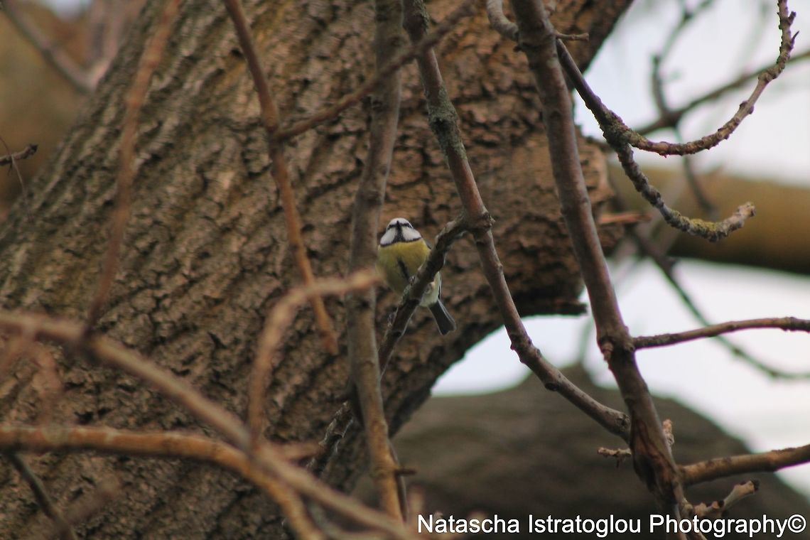 Blue Tit Haslam Park,<br />
Preston,<br />
26/02/2015 Blue Tit,Cyanistes caeruleus,Eurasian blue tit
