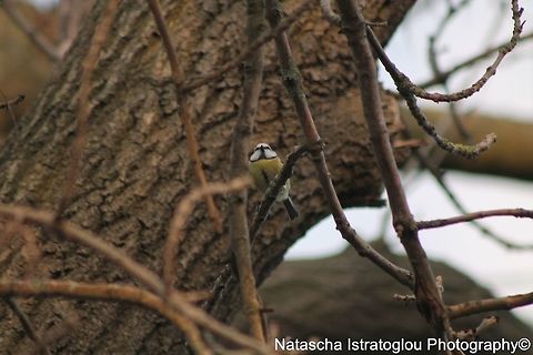 Blue Tit Haslam Park,
Preston,
26/02/2015 Blue Tit,Cyanistes caeruleus,Eurasian blue tit