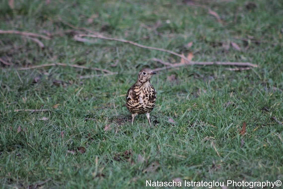 Mistle Thrush Haslam Park,<br />
Preston,<br />
26/02/2015 Mistle Thrush,Turdus viscivorus