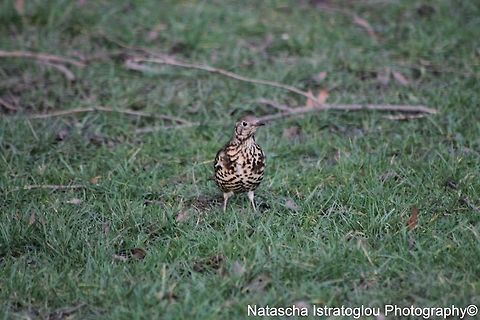 Mistle Thrush Haslam Park,
Preston,
26/02/2015 Mistle Thrush,Turdus viscivorus