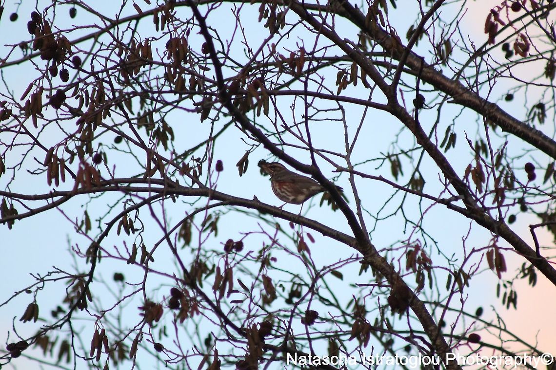 Redwing Haslam Park,<br />
Preston,<br />
26/02/2015 Redwing,Turdus iliacus