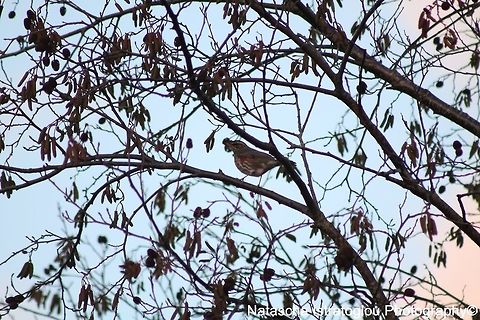 Redwing Haslam Park,
Preston,
26/02/2015 Redwing,Turdus iliacus