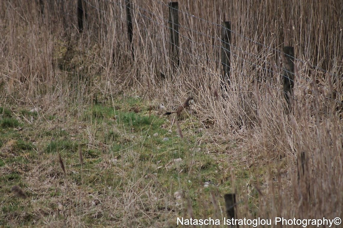 Stoat with Egg in Mouth WWT Martin Mere Nature Reserve,<br />
Lancashire,<br />
05/03/2015 Mustela erminea,Stoat,stoat