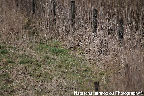 Stoat with Egg in Mouth WWT Martin Mere Nature Reserve,
Lancashire,
05/03/2015 Mustela erminea,Stoat,stoat