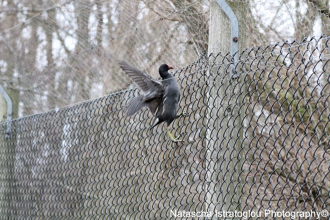 Moorhen WWT Martin Mere Nature Reserve,<br />
Lancashire,<br />
05/03/2015 Common Moorhen,Gallinula chloropus