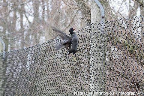 Moorhen WWT Martin Mere Nature Reserve,
Lancashire,
05/03/2015 Common Moorhen,Gallinula chloropus