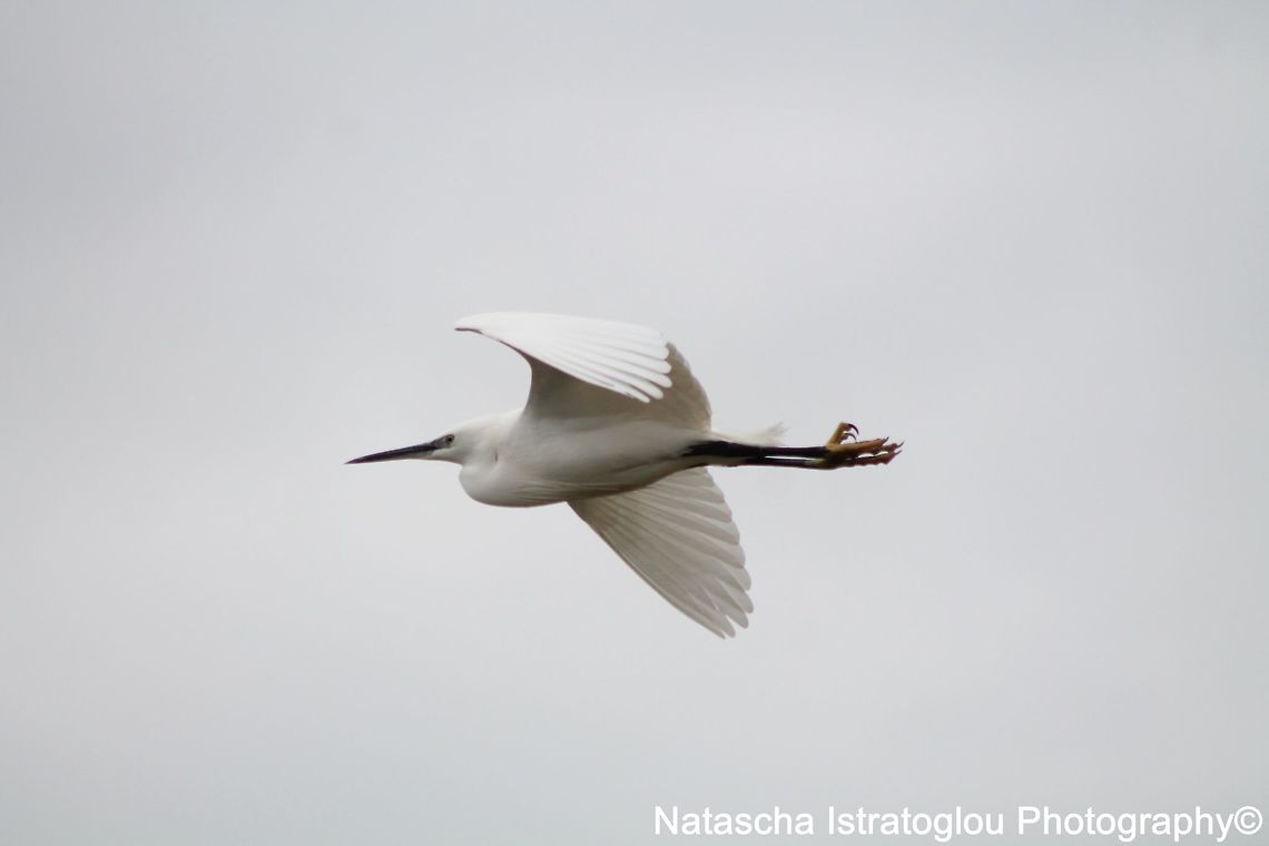 Egret WWT Martin Mere Nature Reserve,<br />
Lancashire,<br />
05/03/2015 Egret,Egretta garzetta,Little Egret