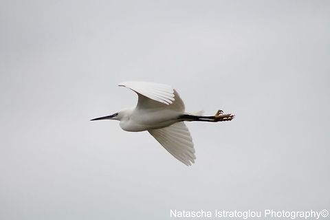 Egret WWT Martin Mere Nature Reserve,
Lancashire,
05/03/2015 Egret,Egretta garzetta,Little Egret