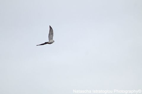 Sparrowhawk WWT Martin Mere Nature Reserve,
Lancashire,
05/03/2015 Accipiter nisus,Eurasian Sparrowhawk,Sparrowhawk