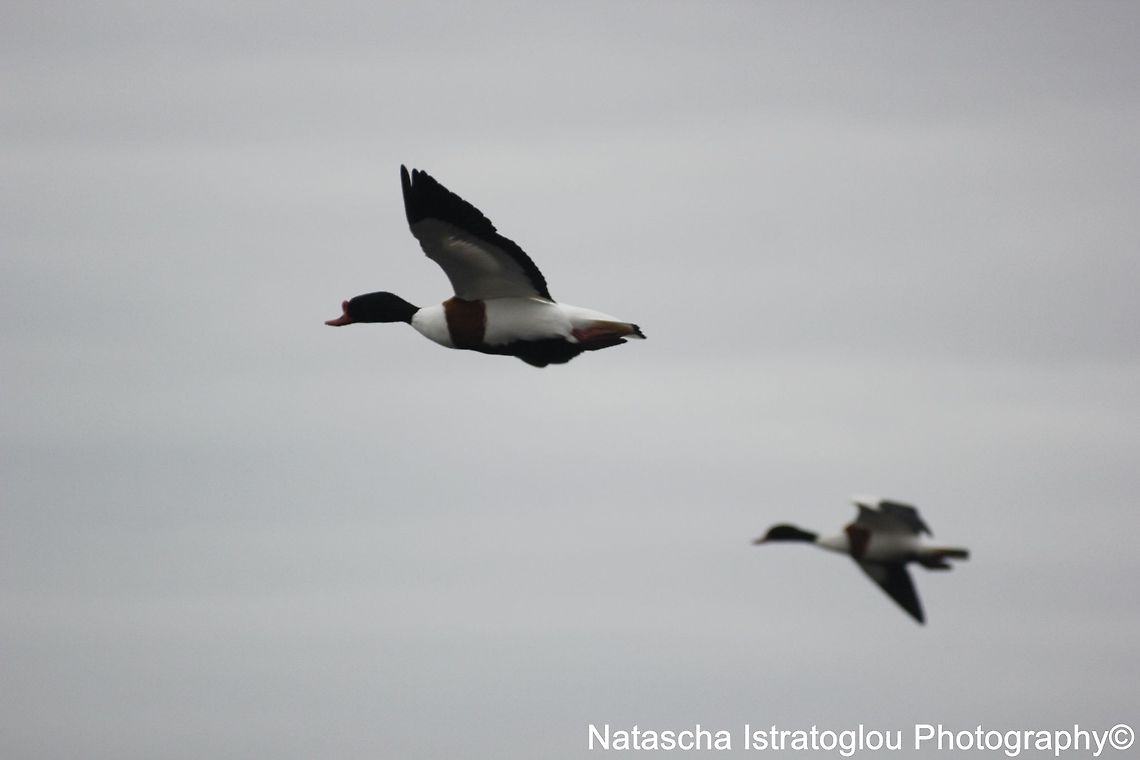 Shelducks WWT Martin Mere Nature Reserve,<br />
Lancashire,<br />
05/03/2015 Common Shelduck,Shelduck,Tadorna tadorna