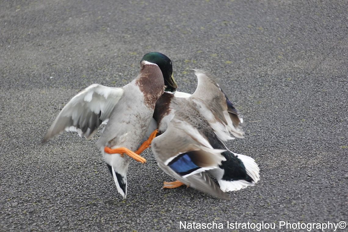Mallards Scrapping WWT Martin Mere Nature Reserve,<br />
Lancashire,<br />
05/03/2015 Anas platyrhynchos,Mallard