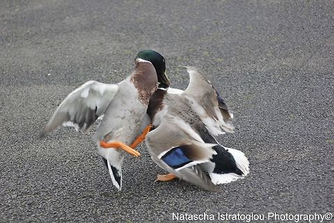 Mallards Scrapping WWT Martin Mere Nature Reserve,
Lancashire,
05/03/2015 Anas platyrhynchos,Mallard
