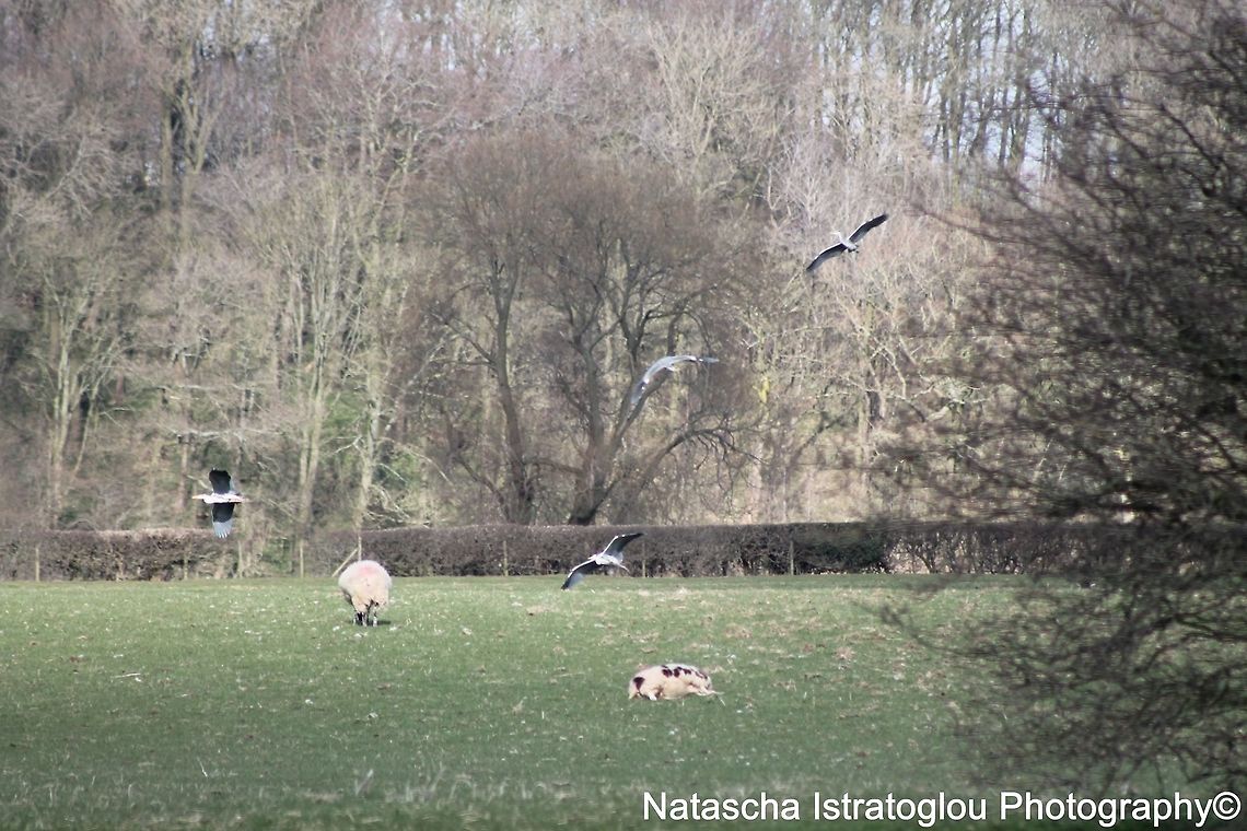 4 Herons Brockholes Nature Reserve,<br />
Lancashire,<br />
24/03/2015 Ardea cinerea,Grey heron,grey heron