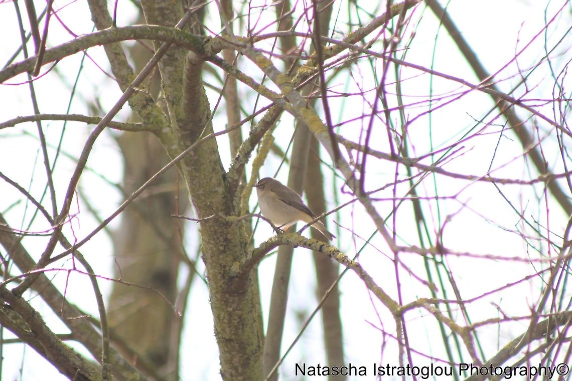 Chiffchaff Brockholes Nature Reserve,<br />
Lancashire,<br />
24/03/2015 Common Chiffchaff,Phylloscopus collybita,chiffchaff